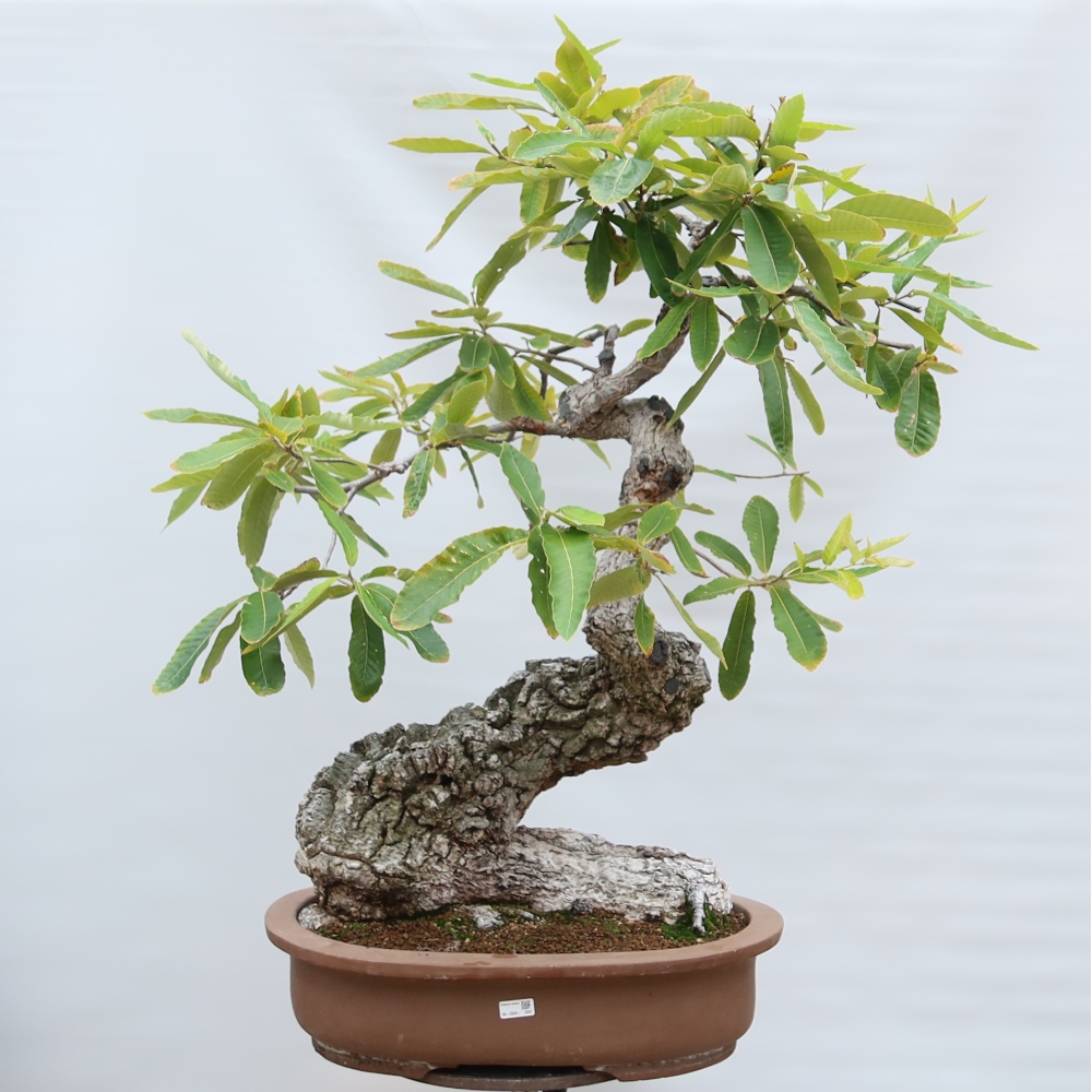 Bonsai für den Außenbereich – Quercus castaneifolia – Kastanienblättrige Eiche