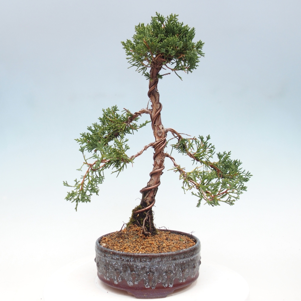 Bonsai im Freien - Juniperus chinensis Kishu - Chinesischer Wacholder