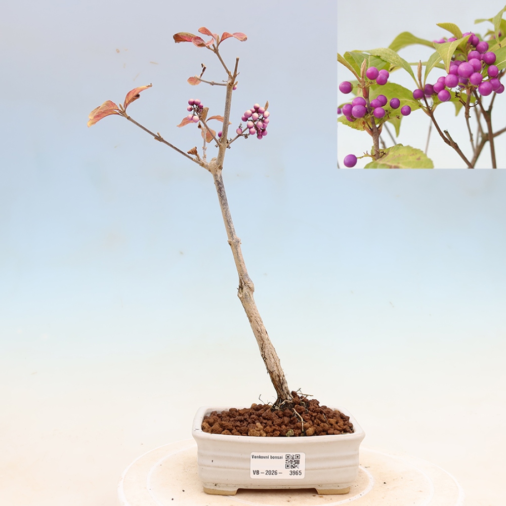 Outdoor-Bonsai - Callicarpa bodinierova Wucherung