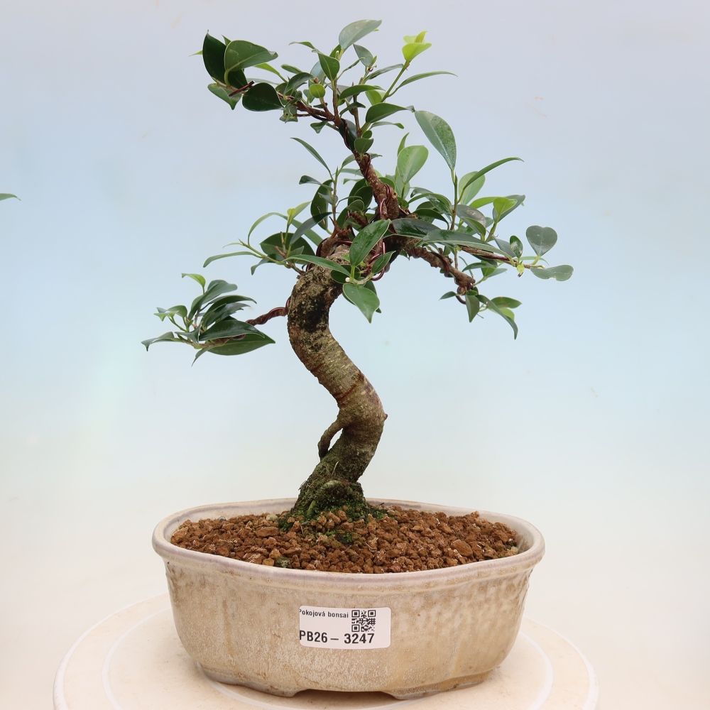 Zimmerbonsai - Ficus kimmen - Kleinblättriger Ficus