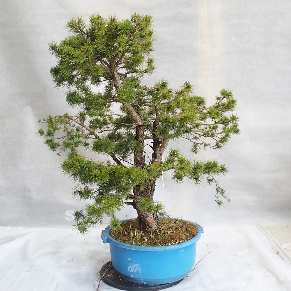 Yamadori - Pinus sylvestris 