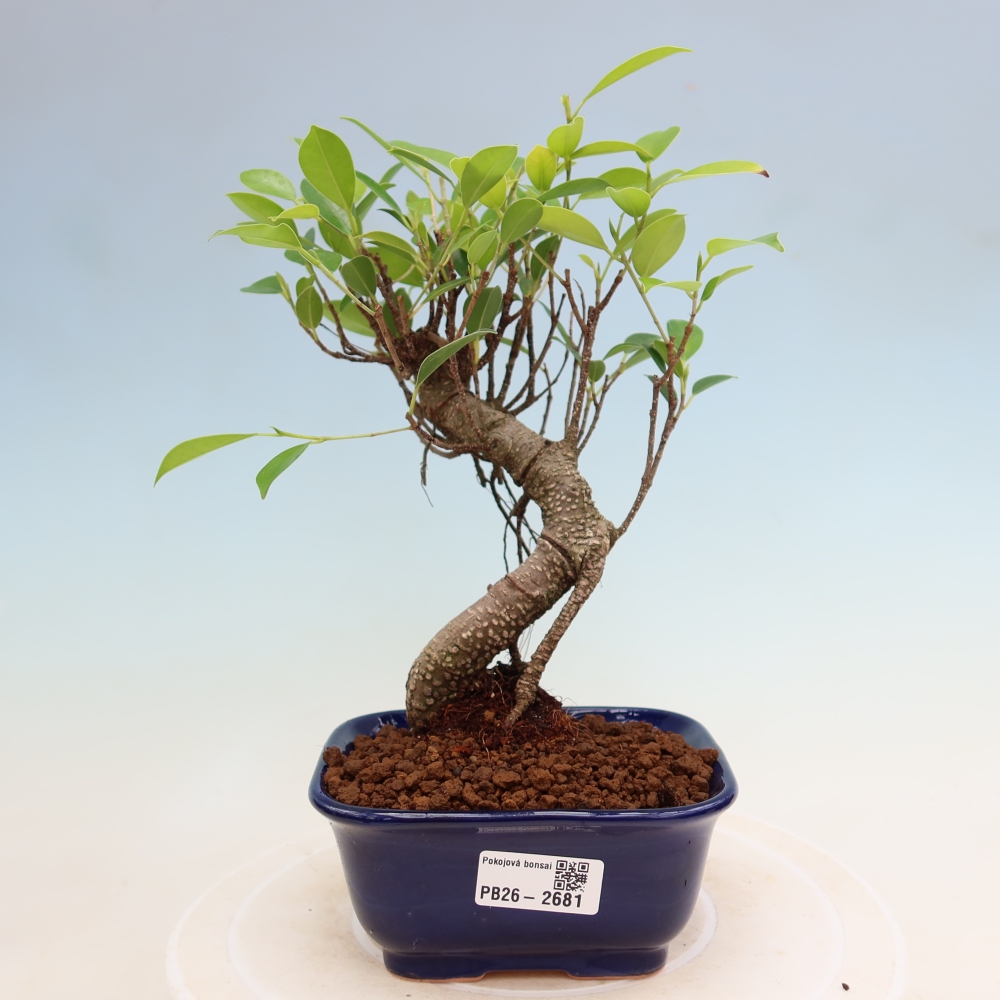 Zimmerbonsai - Ficus kimmen - Kleinblättriger Ficus