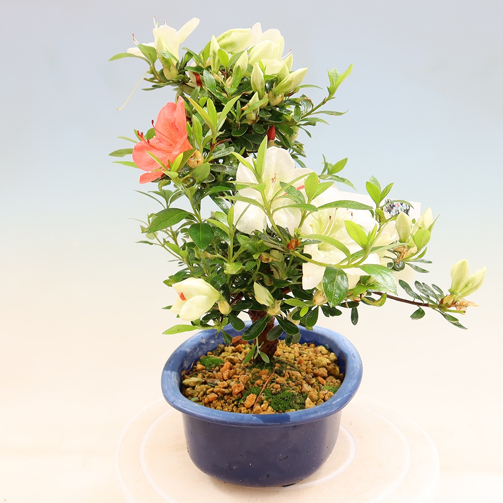 Bonsai für draußen - Japanische Azalee - Azalee Asahi-no-izumi