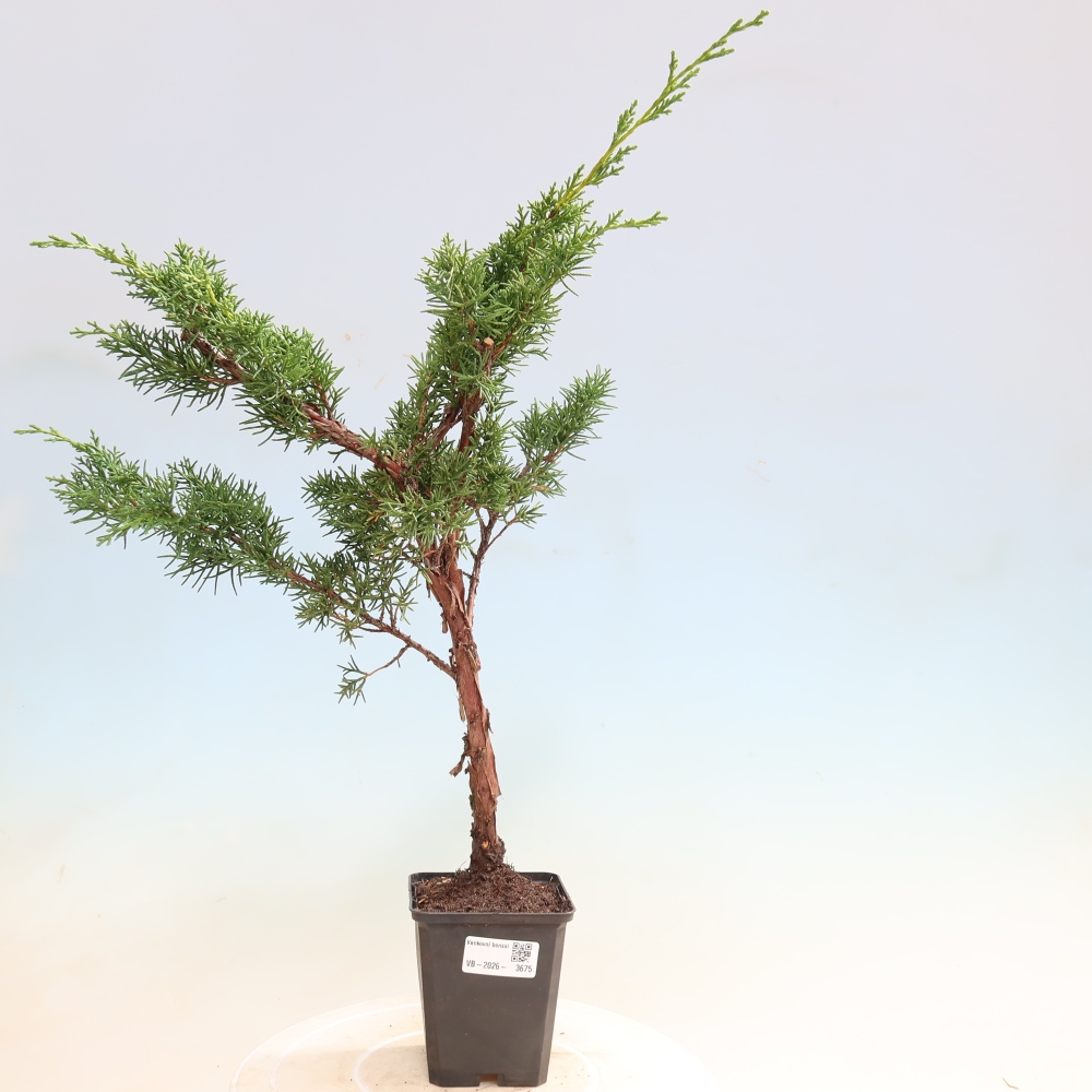 Bonsai für draußen - Juniperus chinensis Kishu