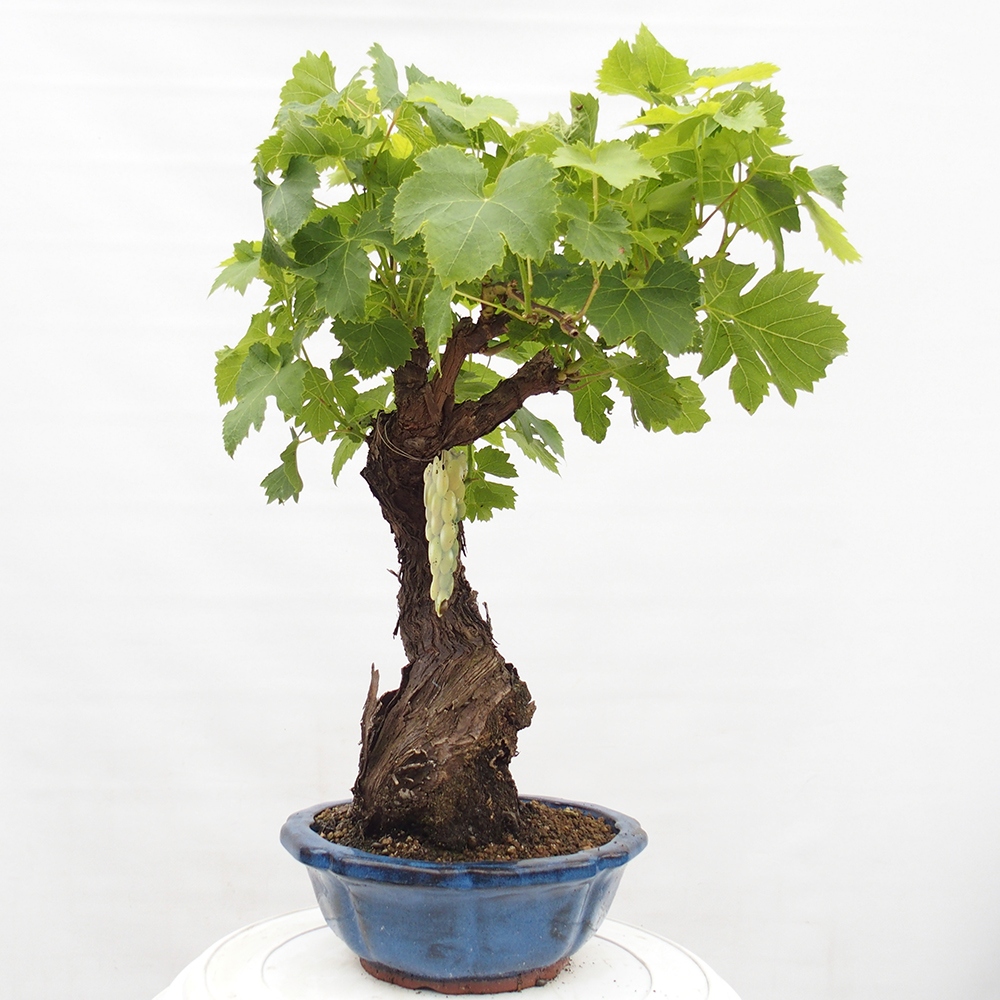 Bonsai im Freien - Vitis vinnifera MUSKAT ITALIA  - Weinrebe