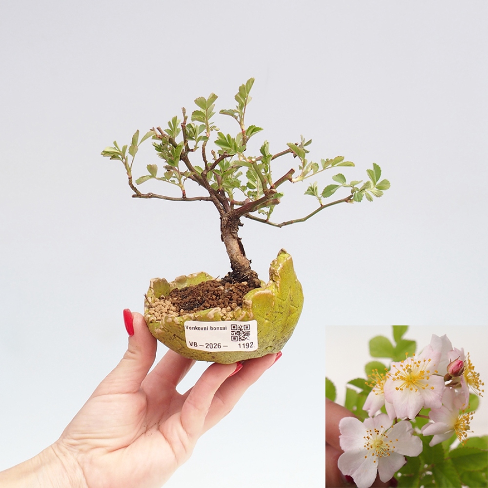 Bonsai für draußen - Rosa sp. - kleinblütige Rose