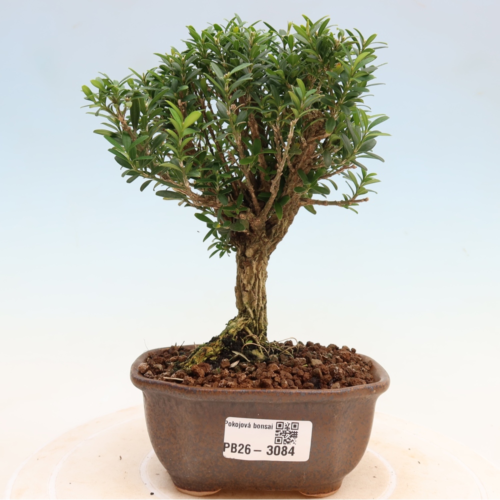 Zimmer Bonsai - Buxus harlandii - Korkbuxus