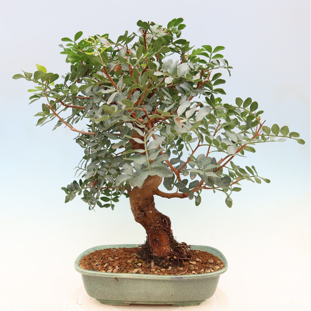 Zimmerbonsai – Pistacia lentiscus – Pistazie