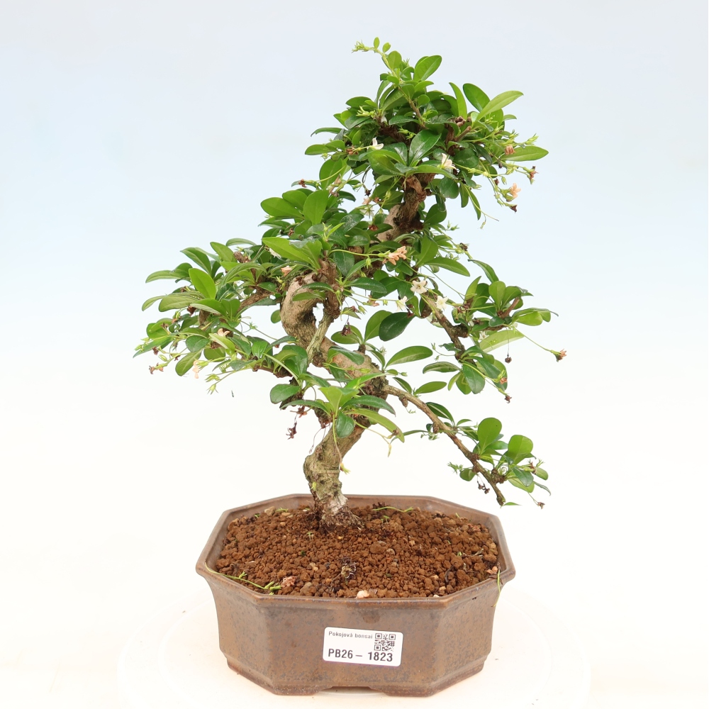 Zimmer-Bonsai - Carmona macrophylla - Tee-Fuki