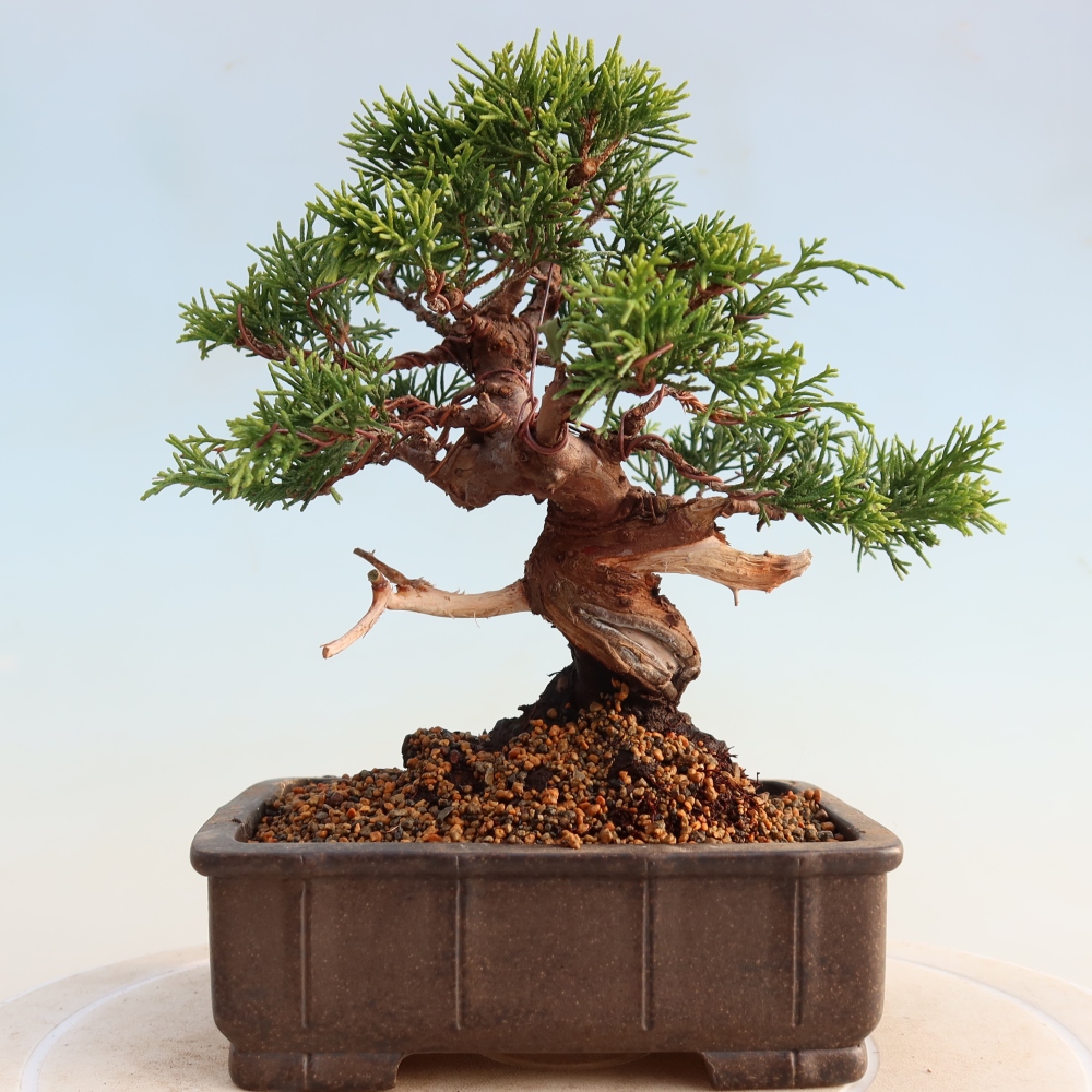 Outdoor bonsai - Juniperus chinensis Itoigawa - Chinese juniper