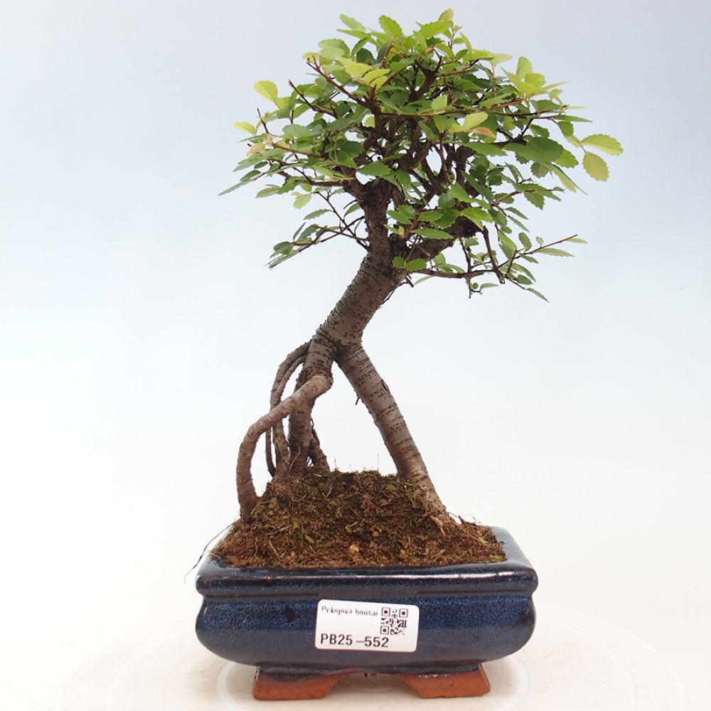 Zimmerbonsai - Ulmus parvifolia - Kleinblättrige Ulme