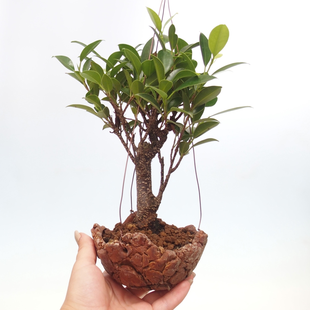 Kokedama aus Keramik - Kleinblättriger Ficus - Ficus kimmen