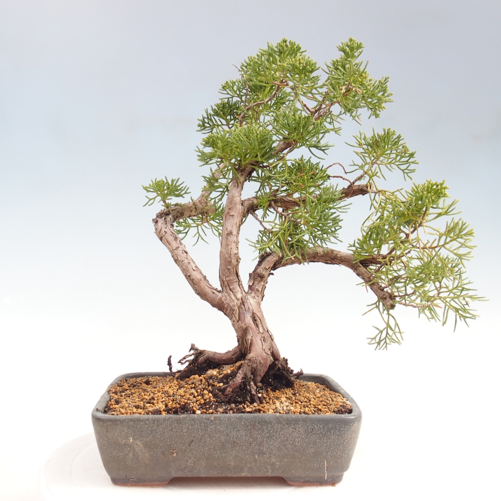 Bonsai für draußen - Juniperus chinensis Kishu