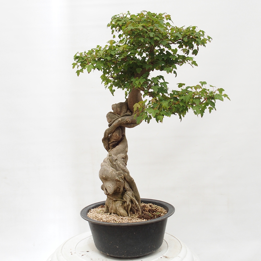 Bonsai im Freien - Ahorn Buergerianum - Burger Maple