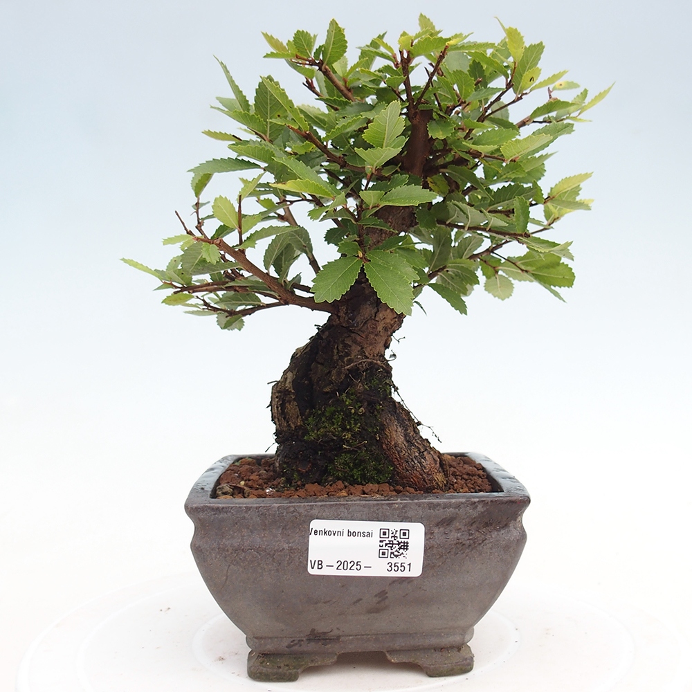 Bonsai für draußen - Zelkova - Zelkova NIRE