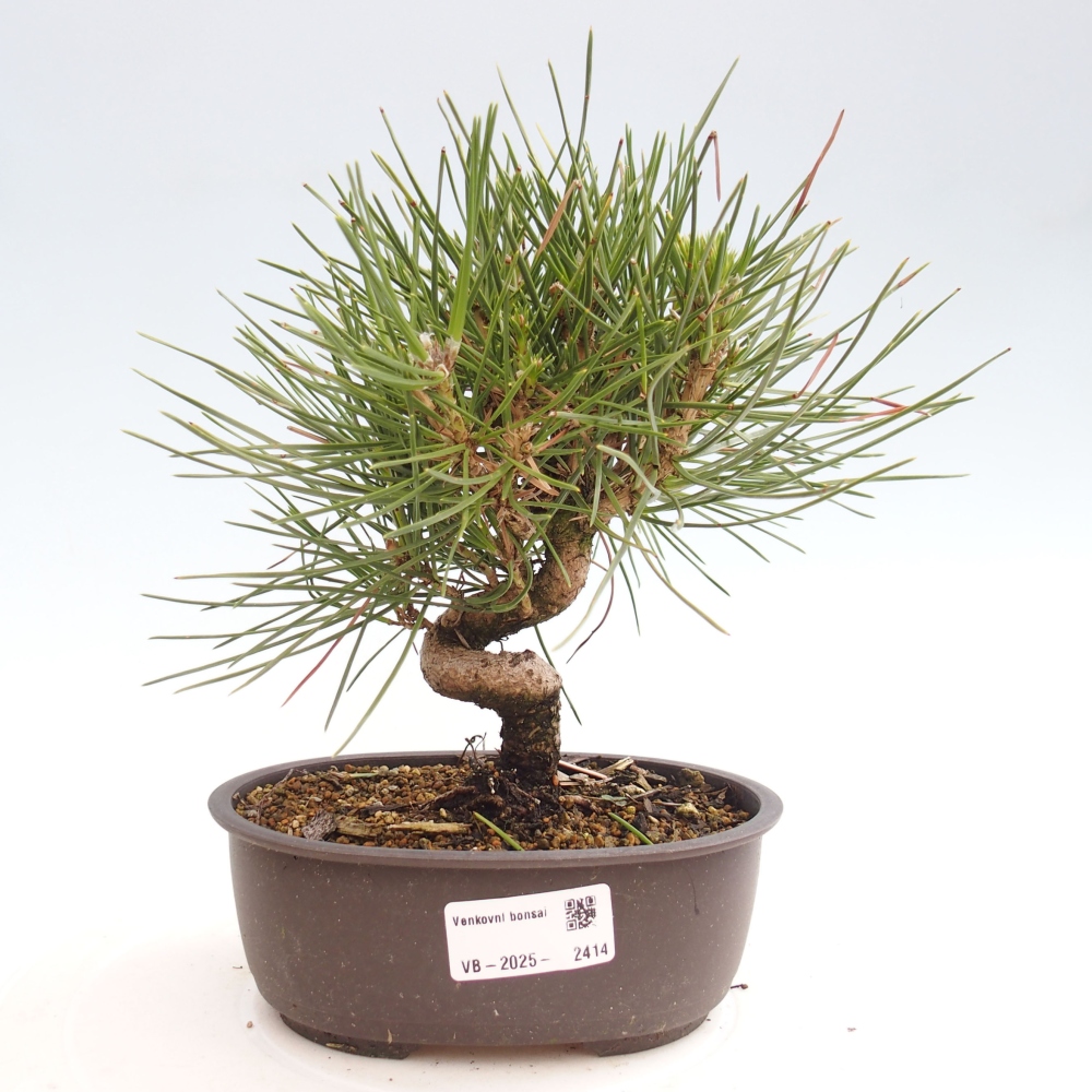 Bonsai im Freien - Pinus thunbergii - Thunbergia-Kiefer