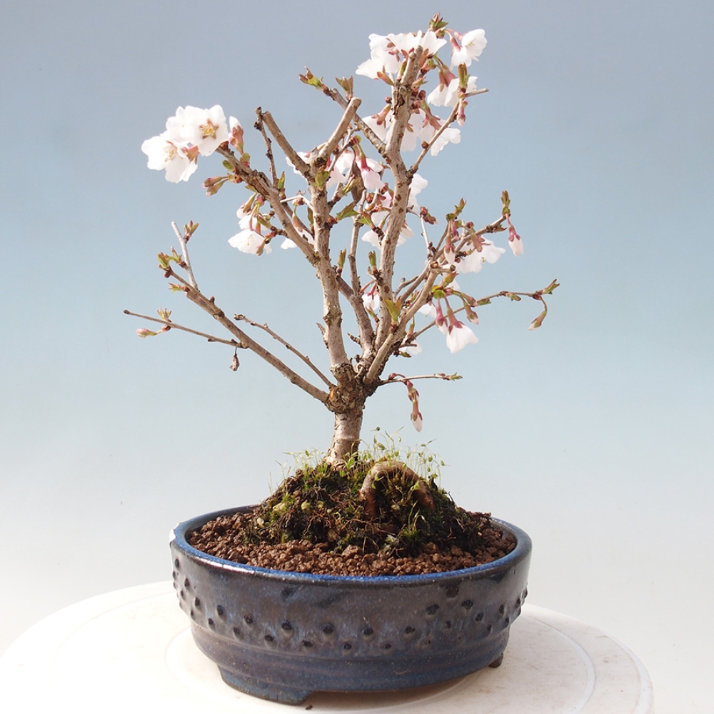 Bonsai im Freien - Prunus incisa Kojou-no mai-Pflaume geschnitten