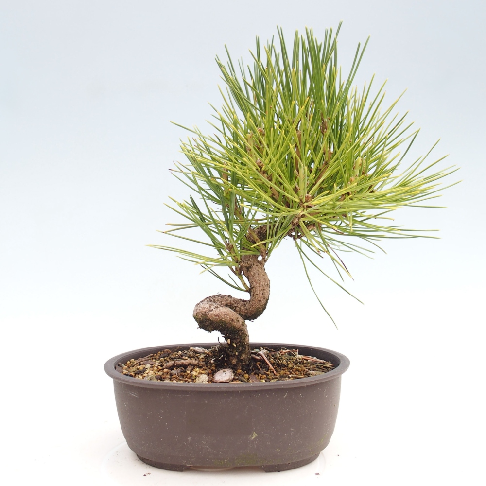 Bonsai im Freien - Pinus thunbergii - Thunbergia-Kiefer