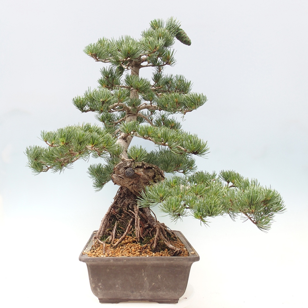 Bonsai für draußen - Pinus parviflora - Pinus parviflora