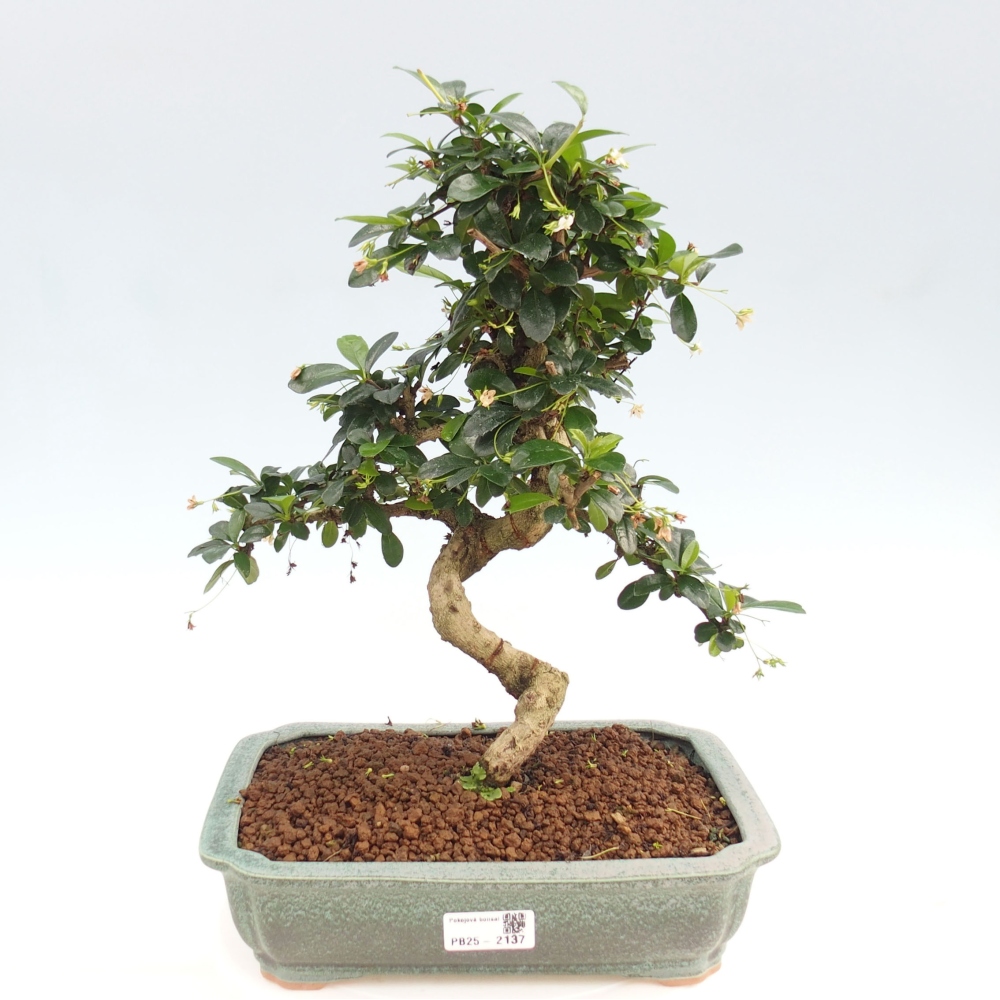 Zimmer Bonsai - Carmona macrophylla - Tea Fuki