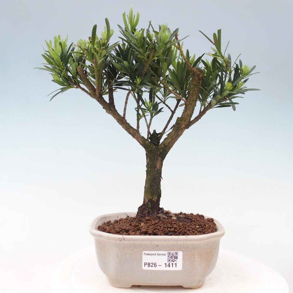 Zimmerbonsai - Podocarpus - Stein-Eibe