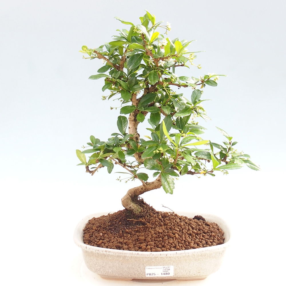 Zimmer Bonsai - Carmona macrophylla - Tea Fuki