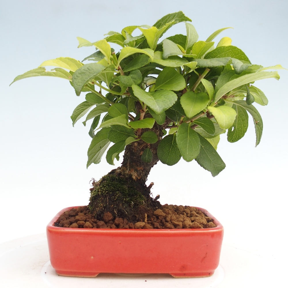 Outdoor-Bonsai - Celastrus Jesenec