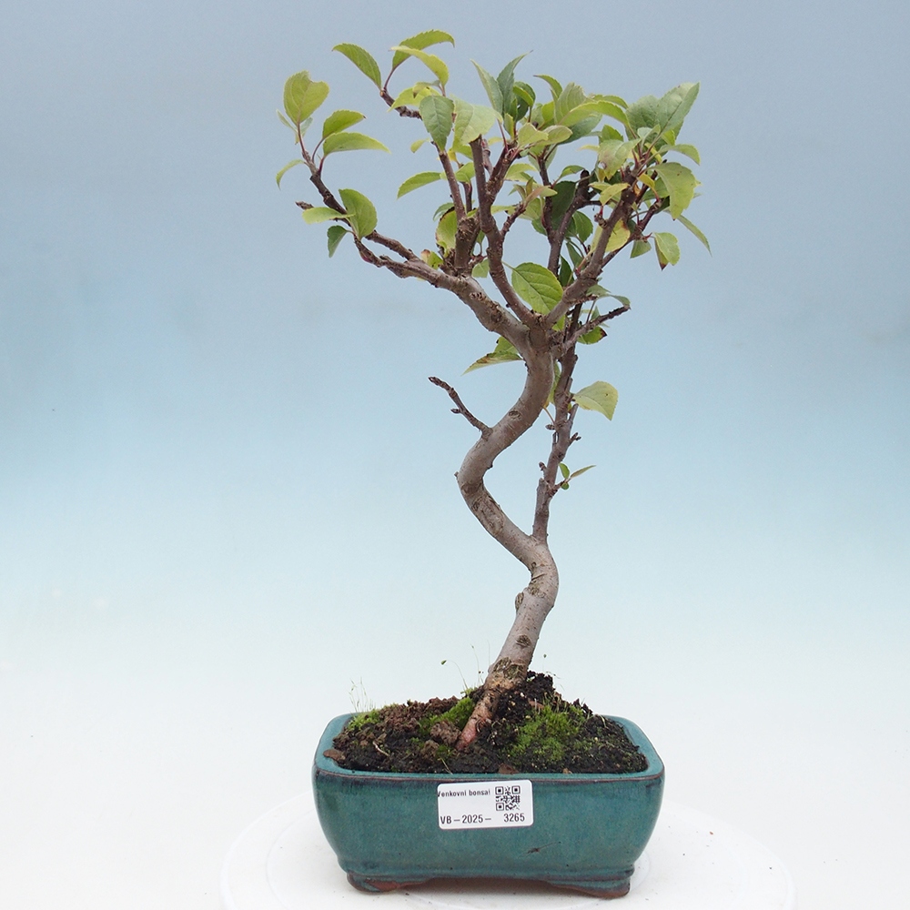 Bonsai im Freien - Malus halliana - Kleinfruchtiger Apfelbaum