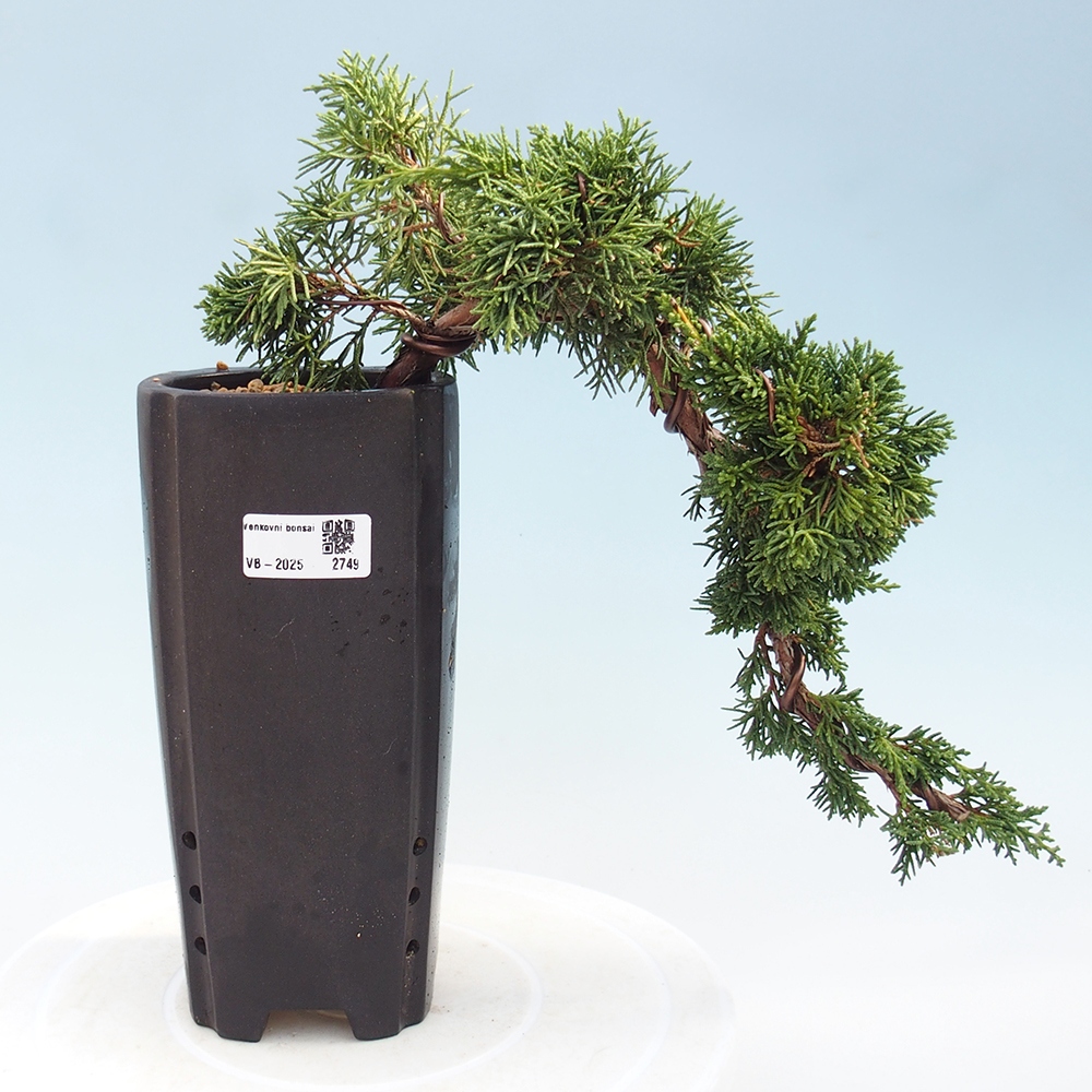Bonsai im Freien - Juniperus chinensis Kishu - Chinesischer Wacholder