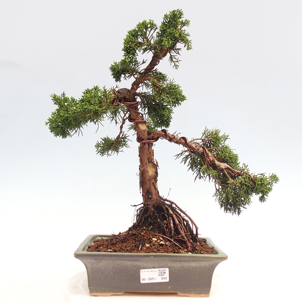 Outdoor-Bonsai - Juniperus chinensis Kishu - Chinesischer Wacholder