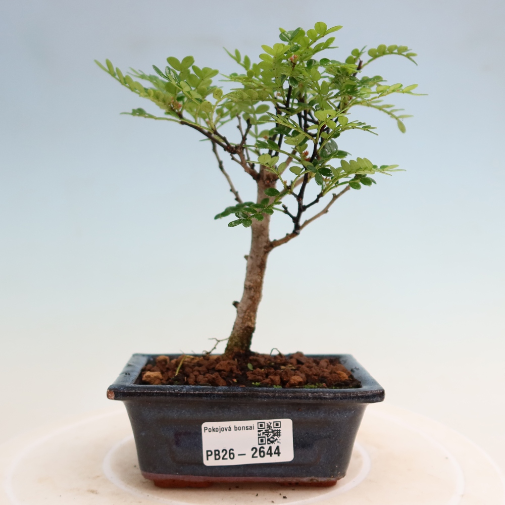 Zimmer Bonsai - Zantoxylum piperitum - Pfefferbaum