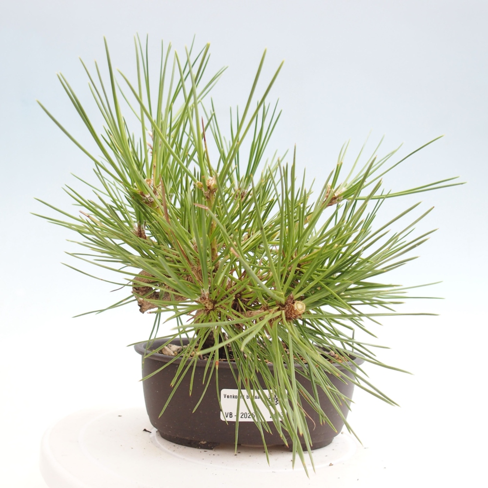 Bonsai im Freien - Pinus thunbergii - Thunbergia-Kiefer