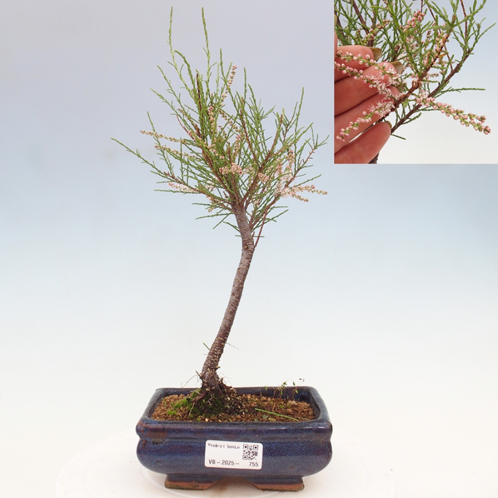 Bonsai im Freien - Tamarix - Tamarix