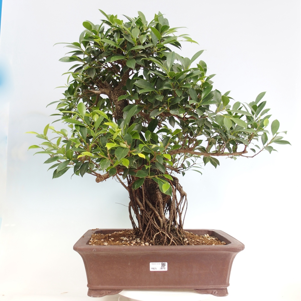 Zimmerbonsai - Ficus kimmen - kleinblättriger Ficus - NUR PERSÖNLICHE ABHOLUNG oder Palettentransport
