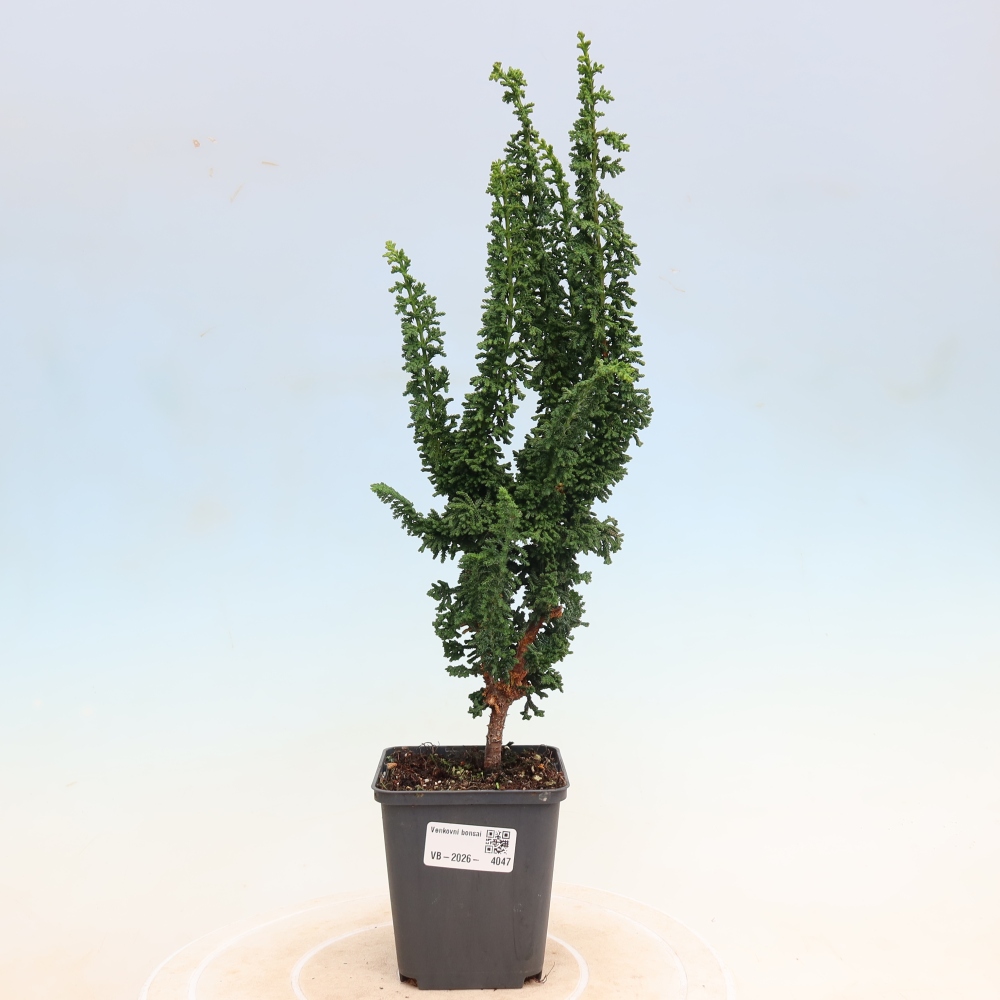 Bonsai für draußen - Cham. obtusa SEKKA HINOKI - Zypresse