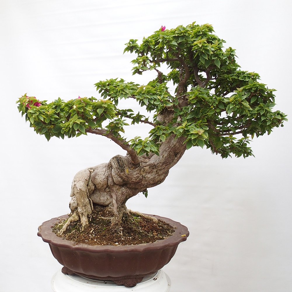 Zimmerbonsai - Bouganwilea