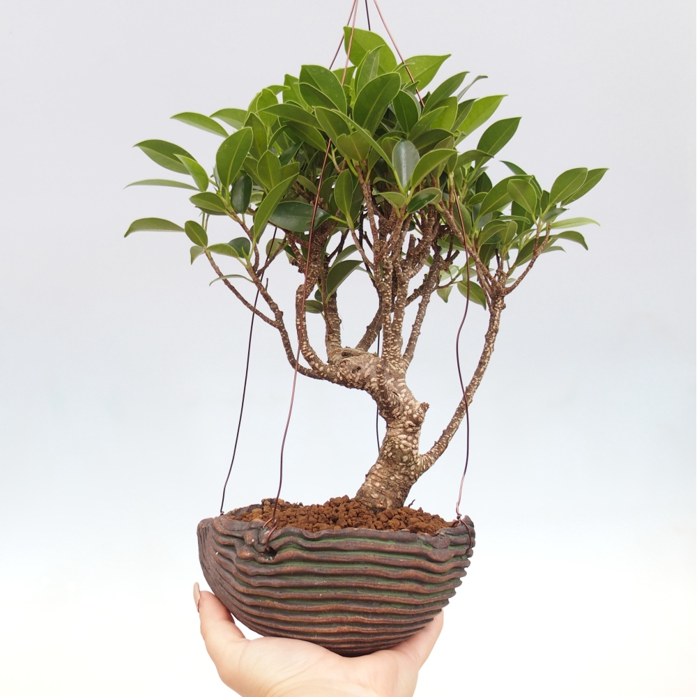 Kokedama aus Keramik - Kleinblättriger Ficus - Ficus kimmen