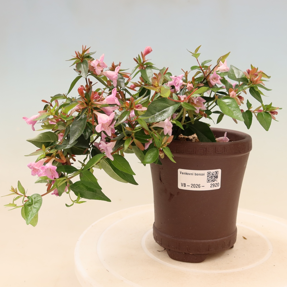 Bonsai für den Außenbereich – Abelia Edward Goucher – Großblumige Abelia