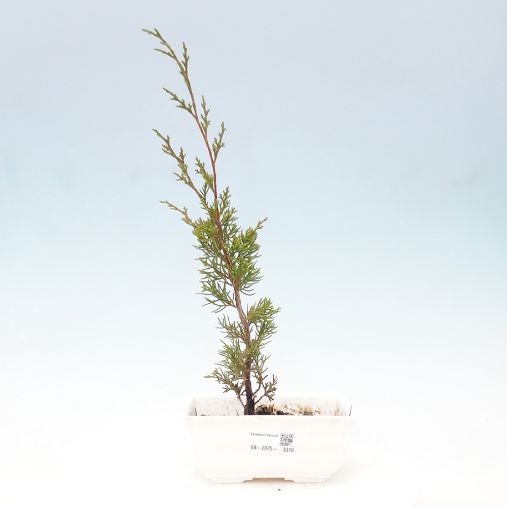 Outdoor bonsai - Juniperus chinensis Itoigawa - Chinese juniper