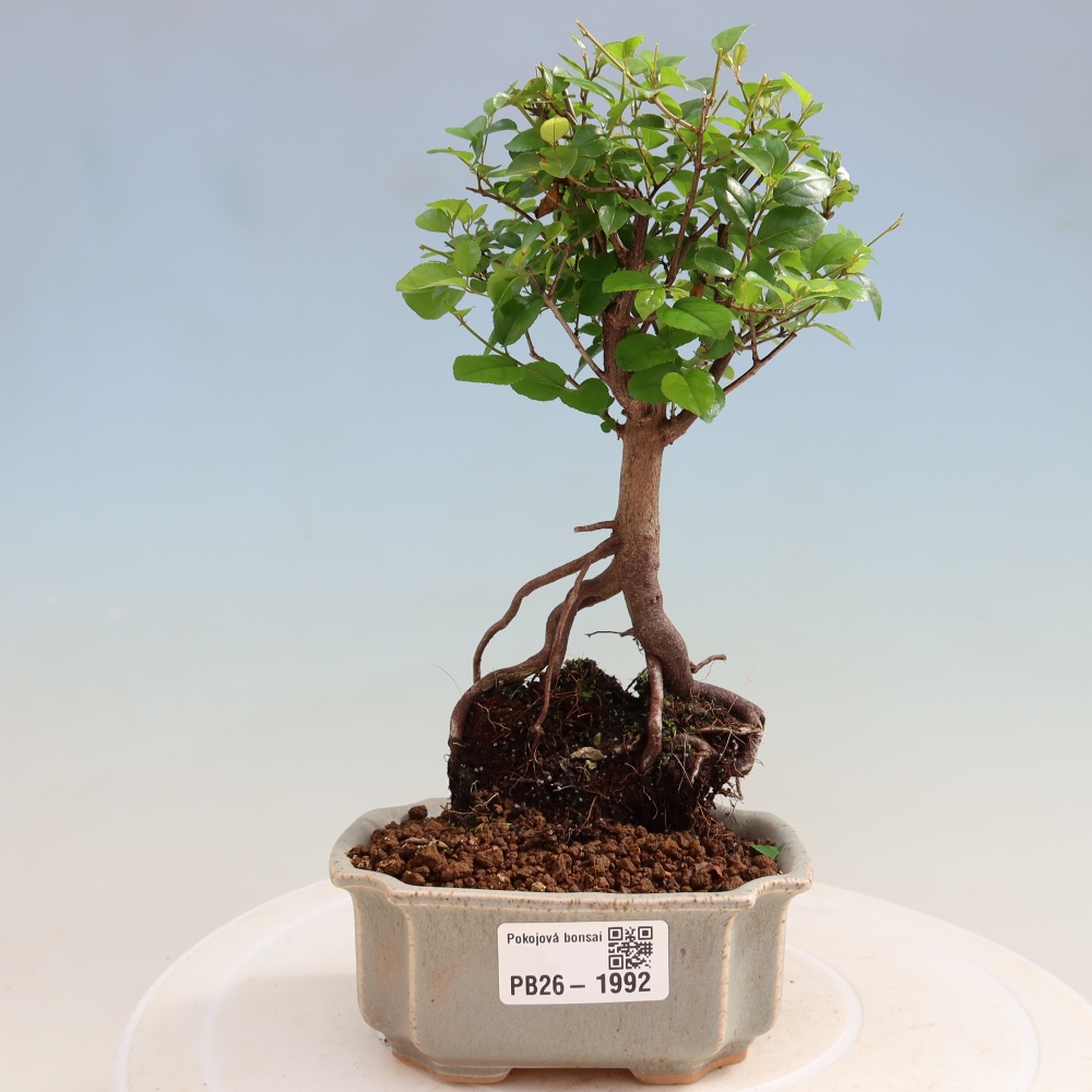 Zimmer Bonsai - Sageretia thea - Sageretia thea