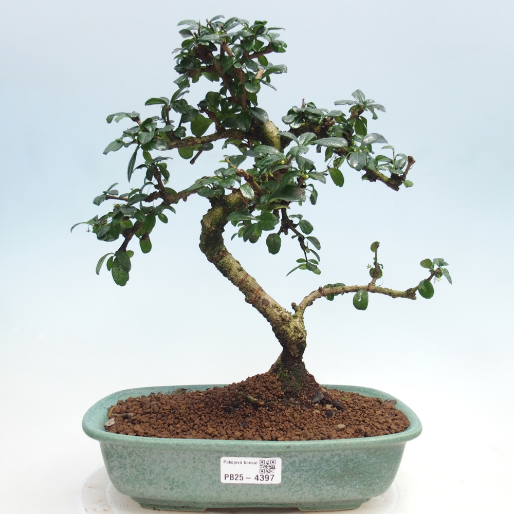 Zimmer-Bonsai - Carmona macrophylla - Tee-Fuki