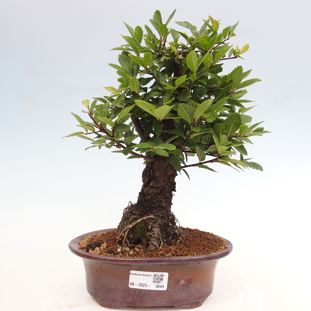 Bonsai im Freien - Zelkova - Zelkova NIRE