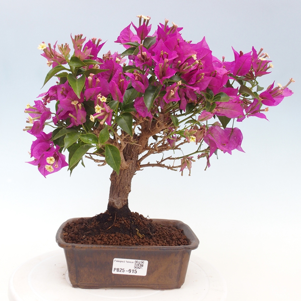 Indoor Bonsai - Bouganwilea