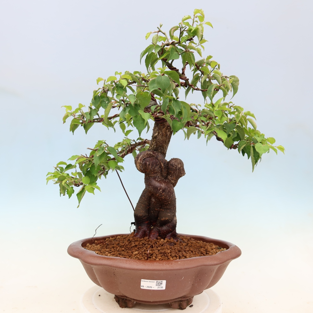 Bonsai für den Außenbereich – Japanischer Aprikosenbaum – Prunus Mume