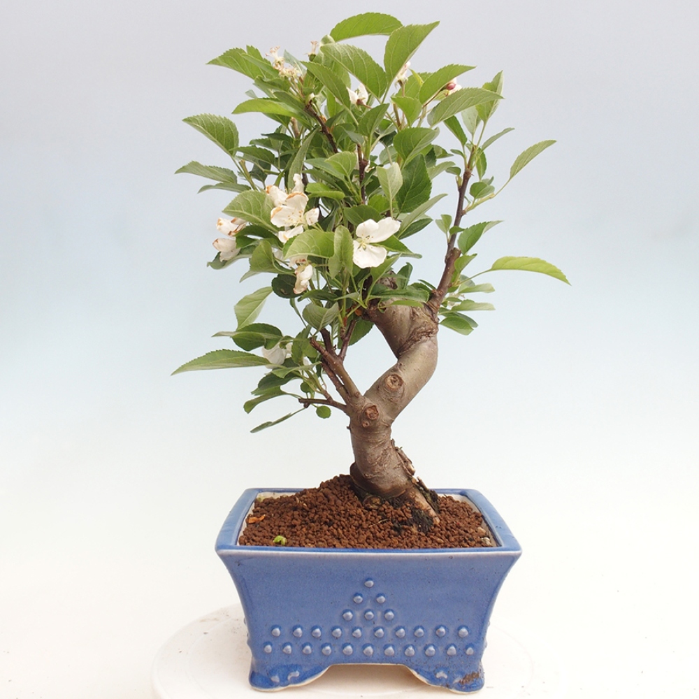 Bonsai im Freien - Malus halliana - Kleinfruchtiger Apfelbaum