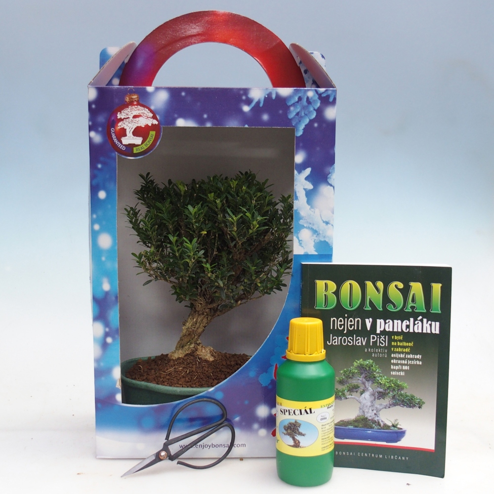 Zimmerbonsai im Geschenkkarton Buxus harlandii - Korkbuxus