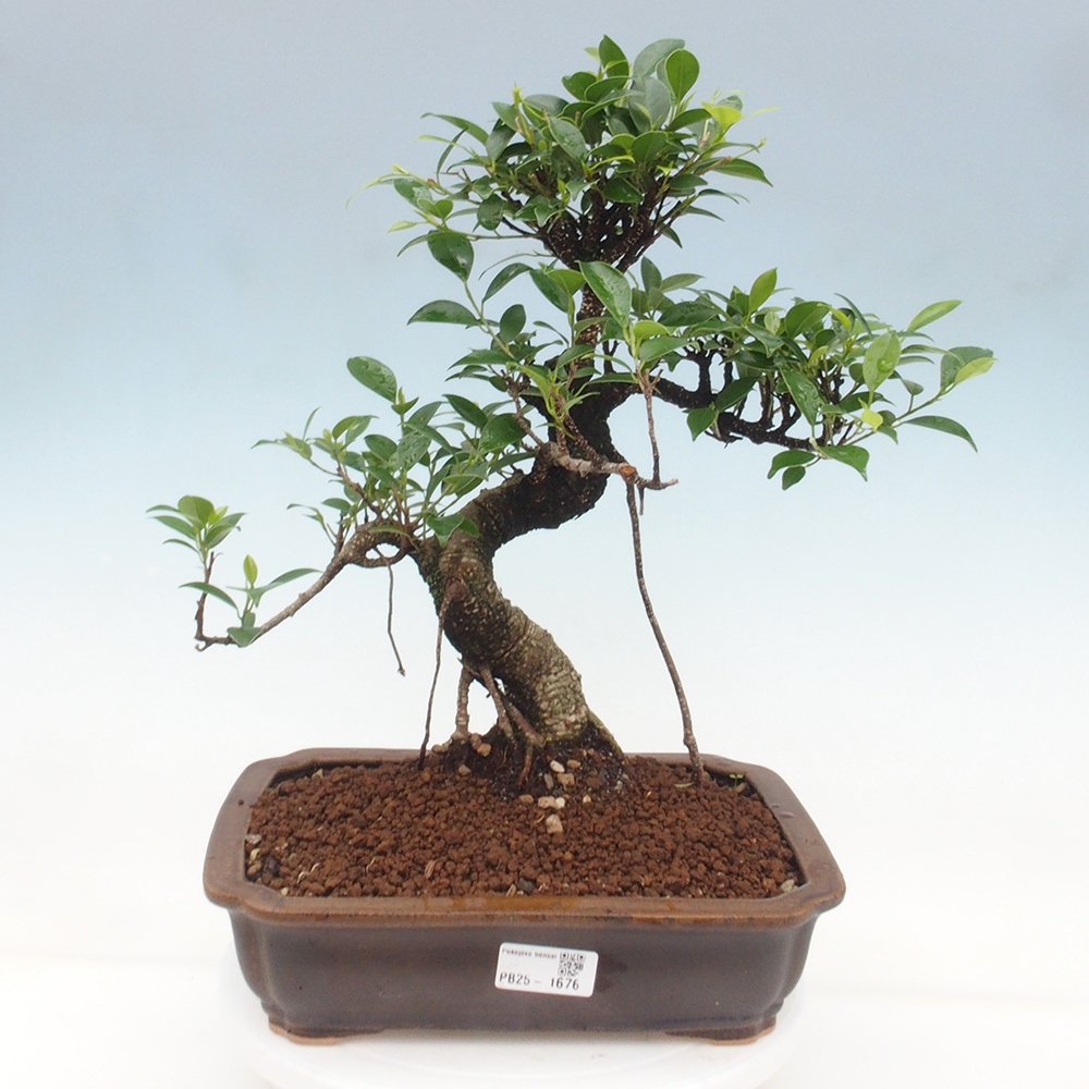 Zimmerbonsai - Ficus kimmen - kleinblättriger Ficus