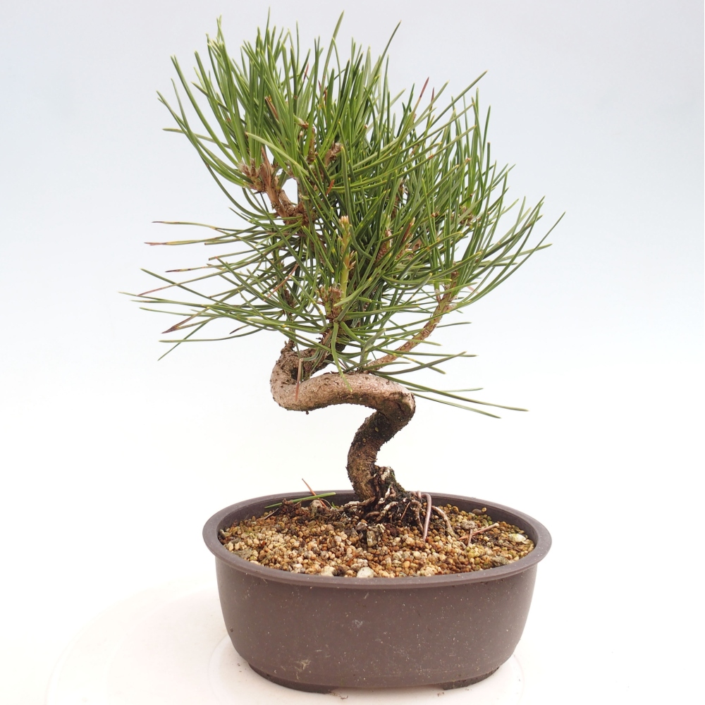 Bonsai im Freien - Pinus thunbergii - Thunbergia-Kiefer