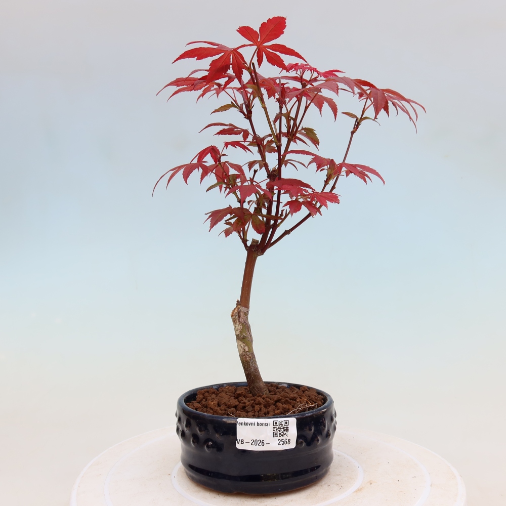Bonsai für draußen - Acer-Palme. Atropurpureum-Javor palmate