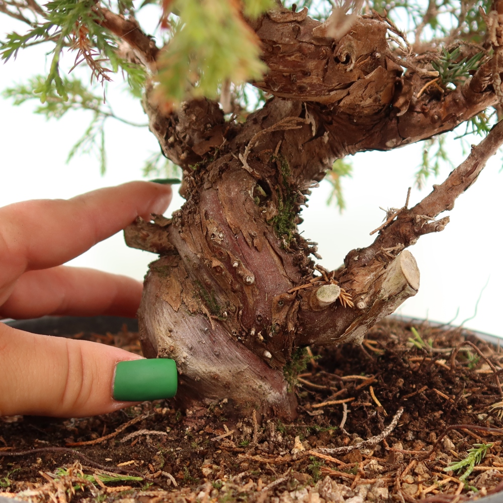 Bonsai für draußen - Juniperus chinensis Itoigawa-Juniperus chinensis